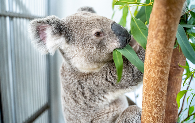 koala eating leaves